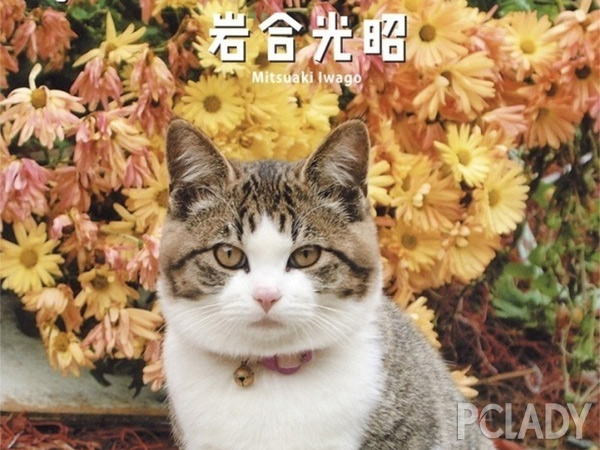 猫奴是来还债的！喵星人的黑暗年代