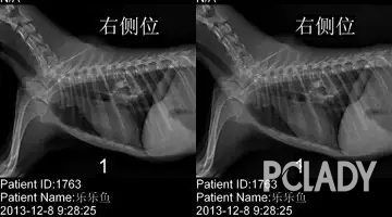 狗狗为何不能吃煮熟的骨头？