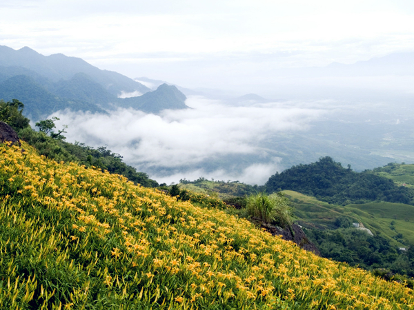 孕妇可以吃黄花菜吗 黄花菜的营养价值